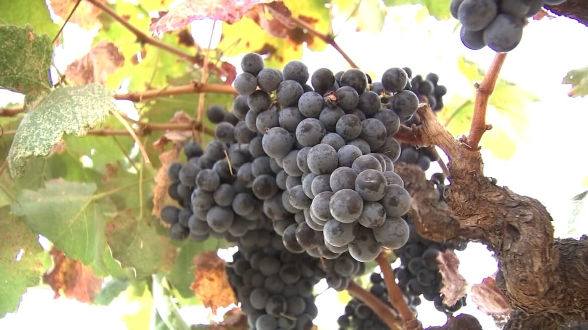 California wineries ripping out vineyards over supply, less demand, changes in industry to blame: Here's a look at impact