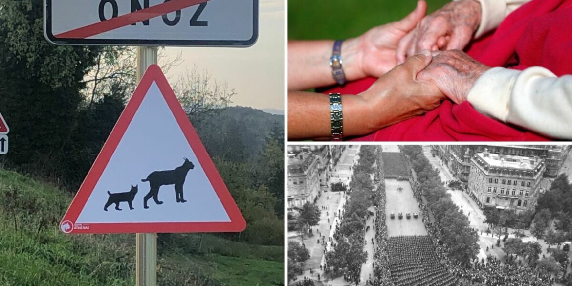‘Lynx crossing’ signs, WW2 Paris footage found: French news in brief