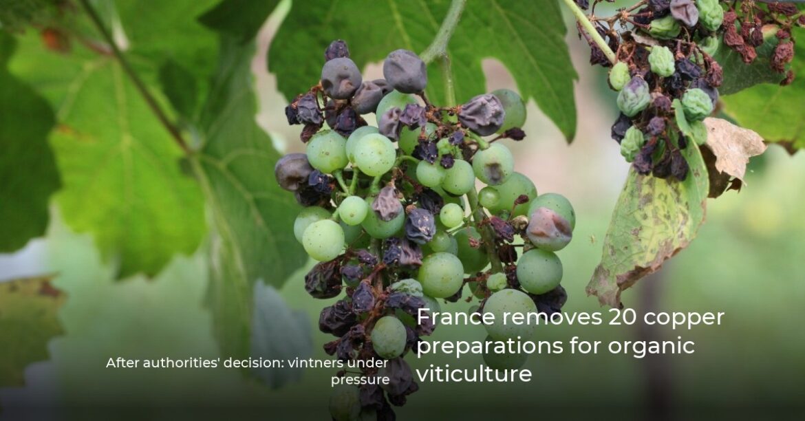 France removes 20 copper preparations for organic viticulture France removes 20 copper preparations for organic viticulture