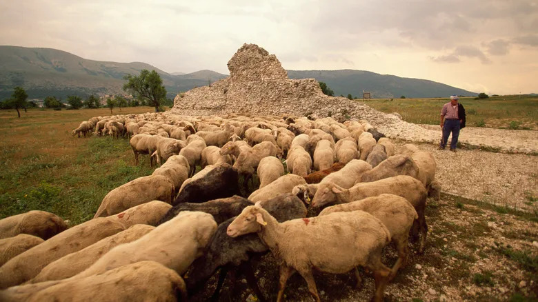 Italian shepherd with sheep