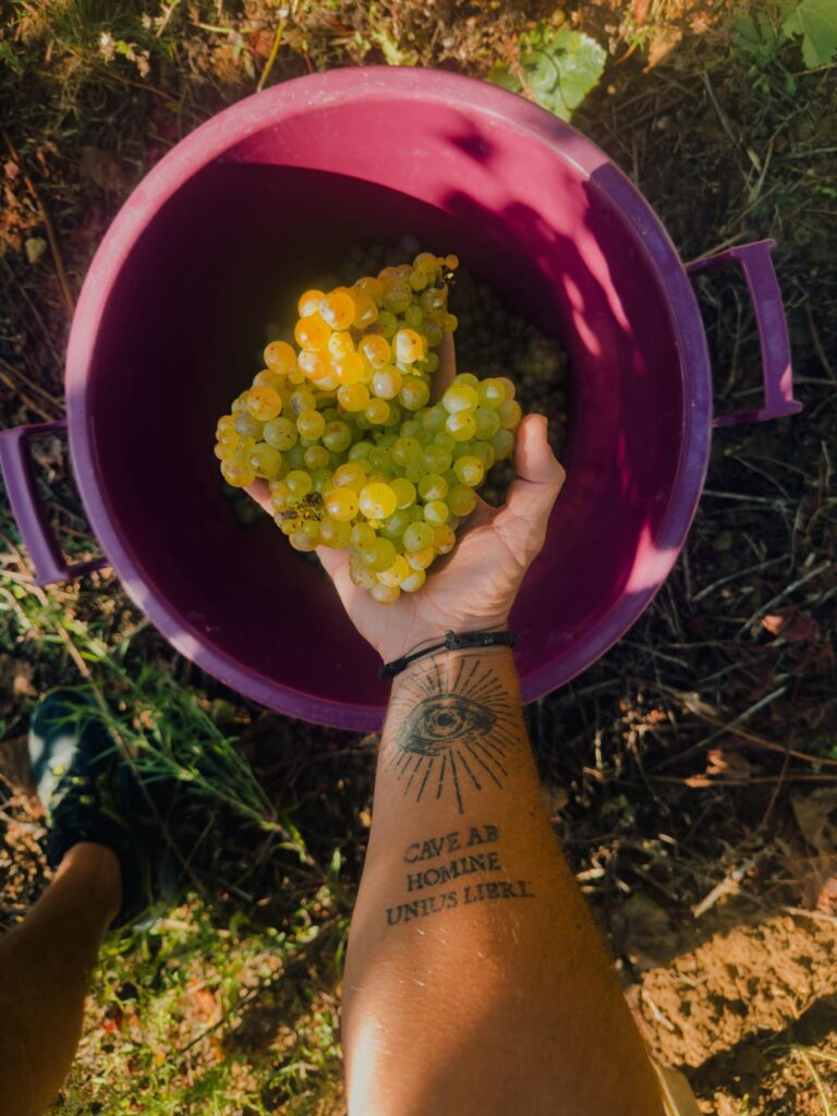 Riesling harvest day on our vineyard in Portugal - hoping to make 1000L of what has proven to be absolutely stunning wine.