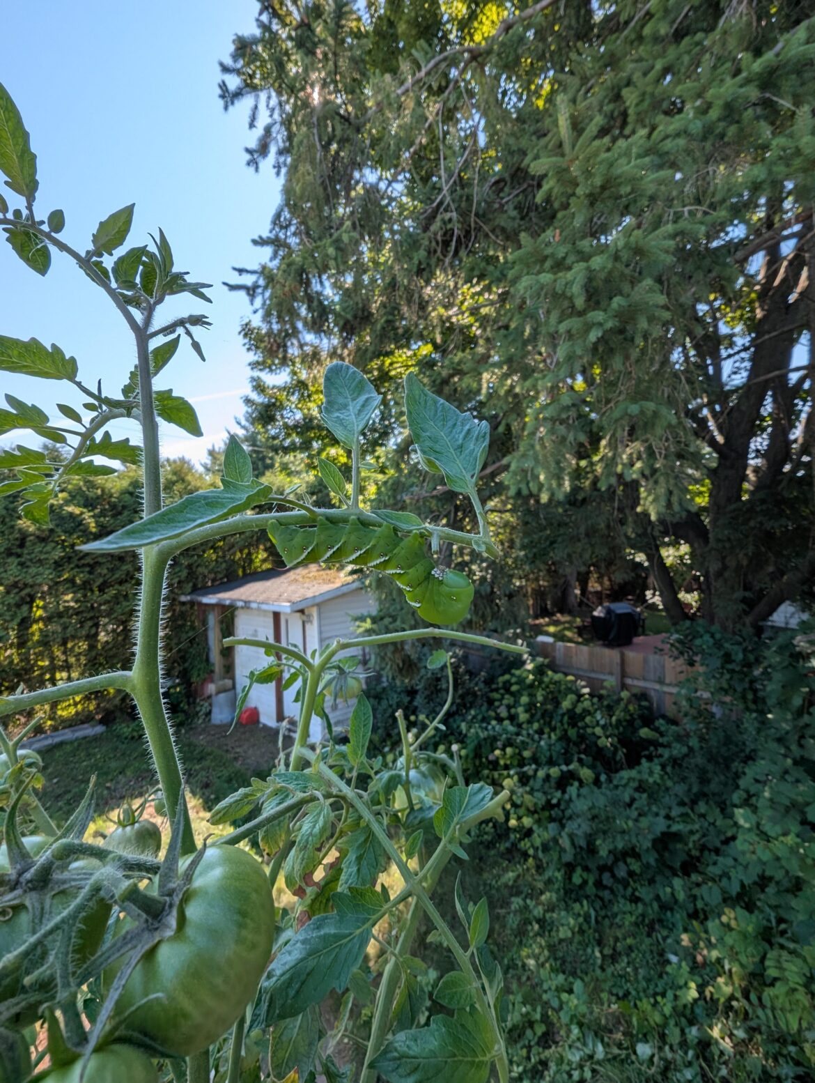 Guess I'm ordering a UV light