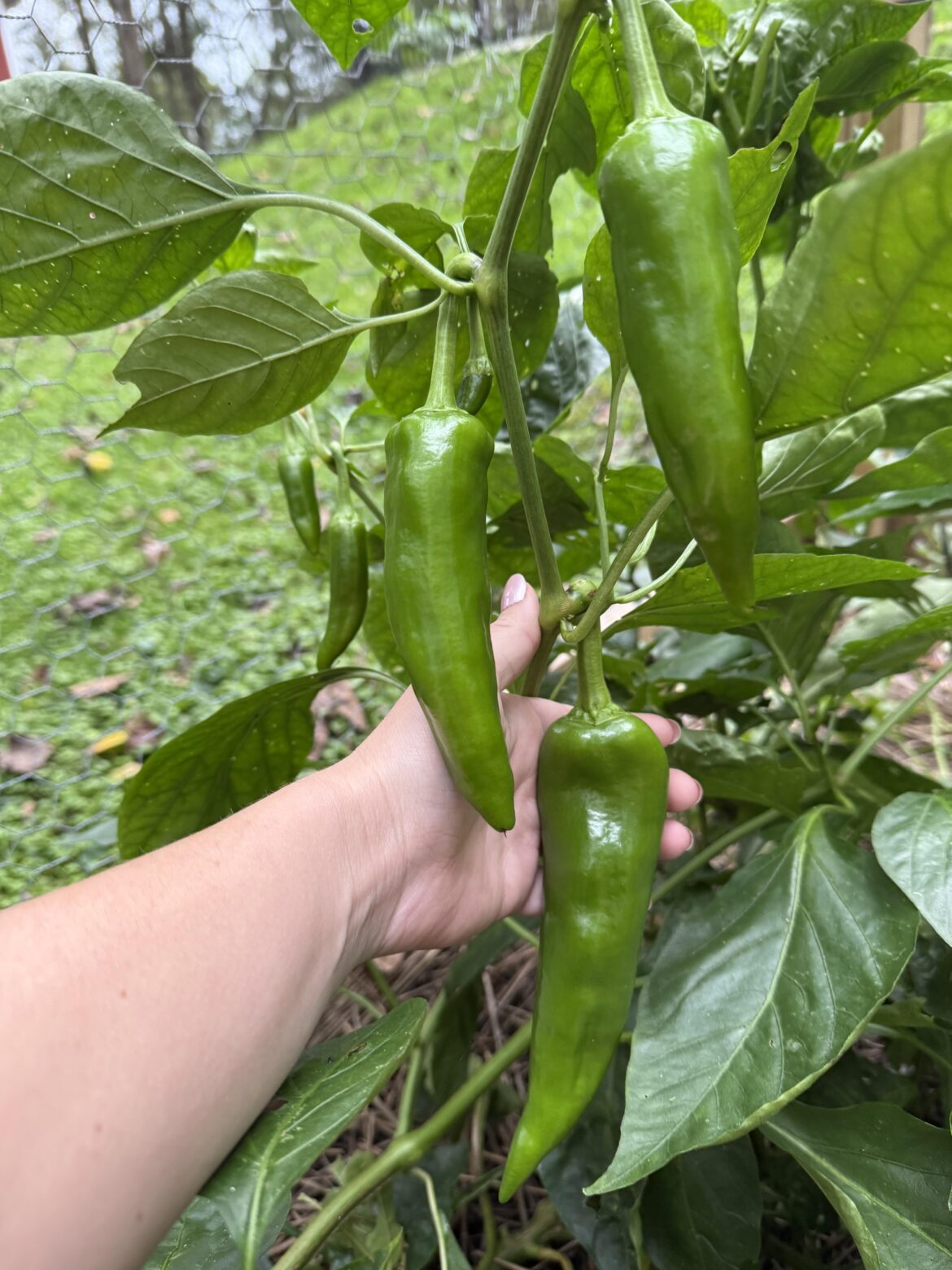 Mom got peppergate’d - what are these?