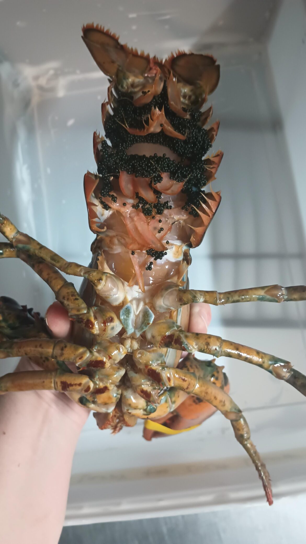 Larry the Lucky Lady Lobster