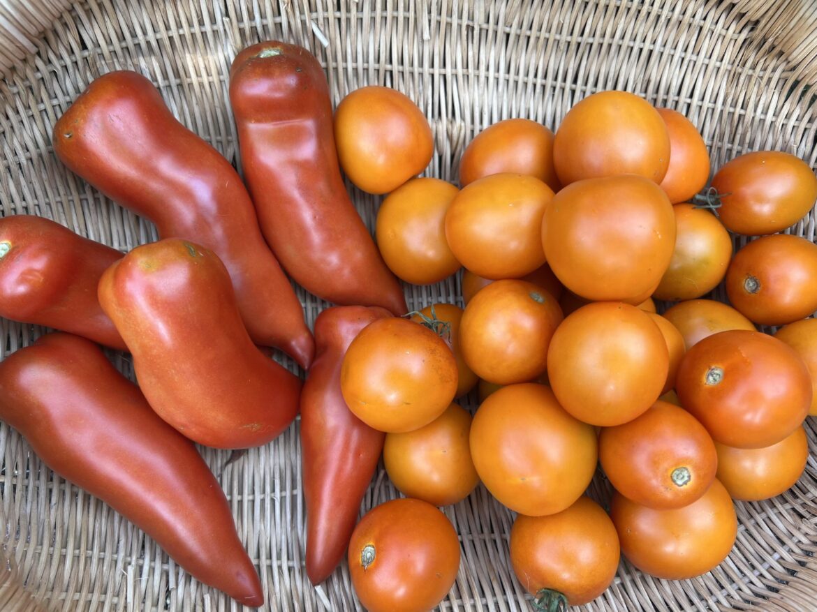 Tomatoes that you love, but never seem to appear here Tomatoes that you love, but never seem to appear here