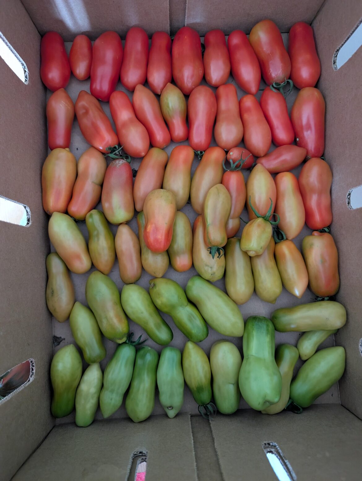 Lessons learned from my first time growing tomatoes