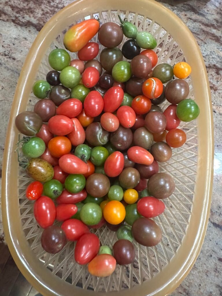 Cherry tomatoes galore