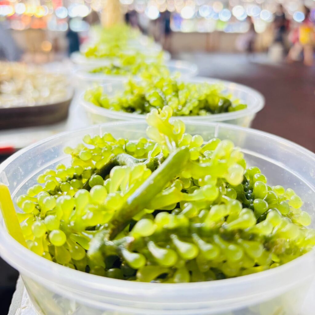 THE UNTOLD STORY OF SEA GRAPES(WRITTEN BY KAISEN) THE UNTOLD STORY OF SEA GRAPES(WRITTEN BY KAISEN)