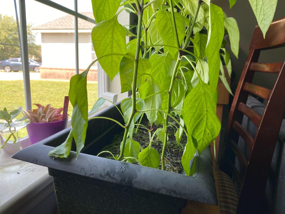 First time grower, scared my peps are gonna be done for…