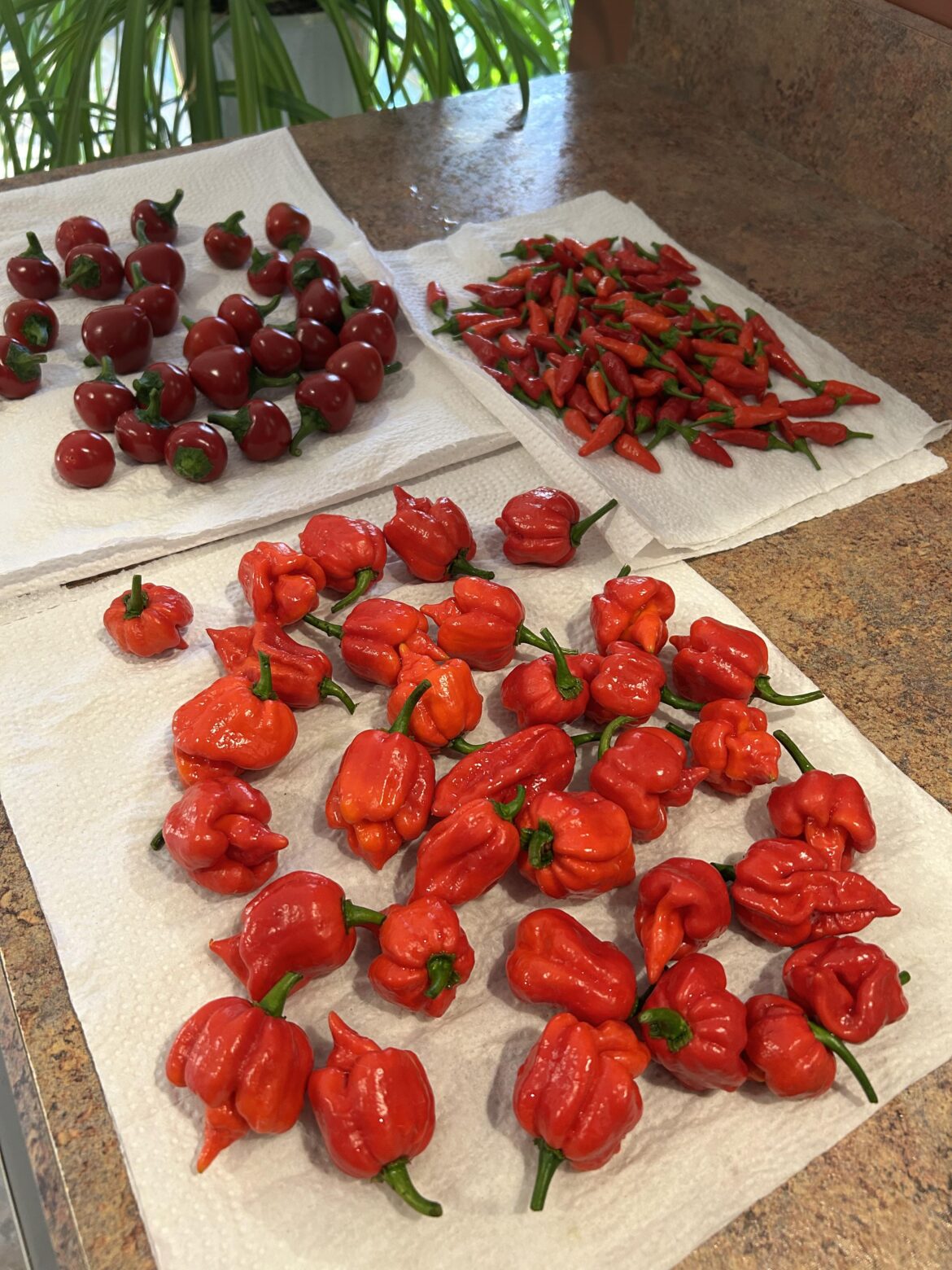 Final Harvest of 2025