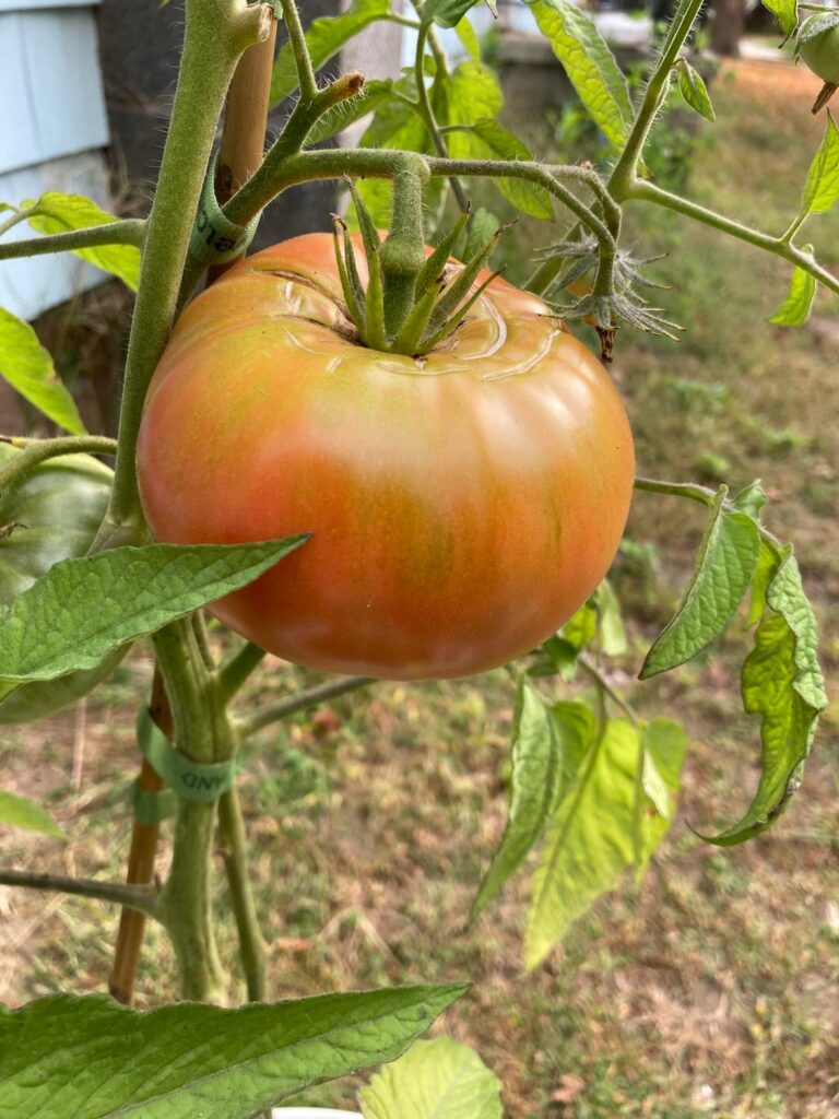 Ready to harvest? Ready to harvest?