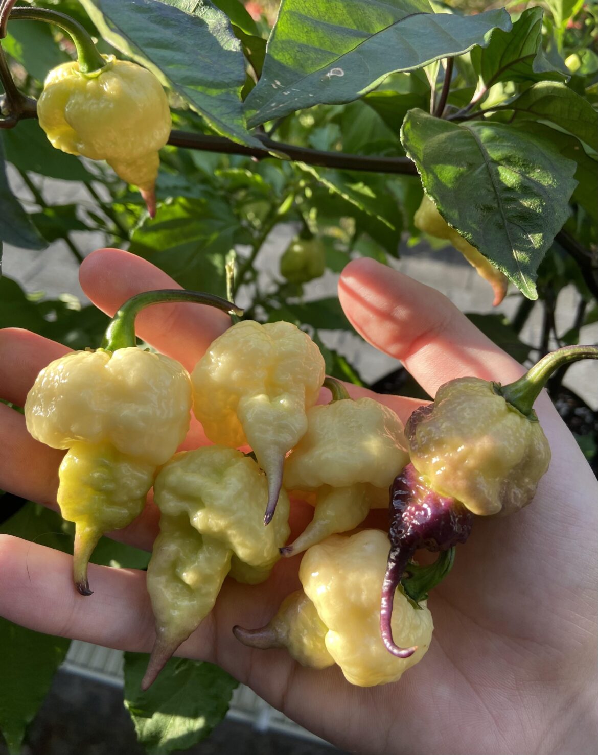 Jays x Pink x Reaper lemon. Must grow for any superhot enthusiast. Jays x Pink x Reaper lemon. Must grow for any superhot enthusiast.