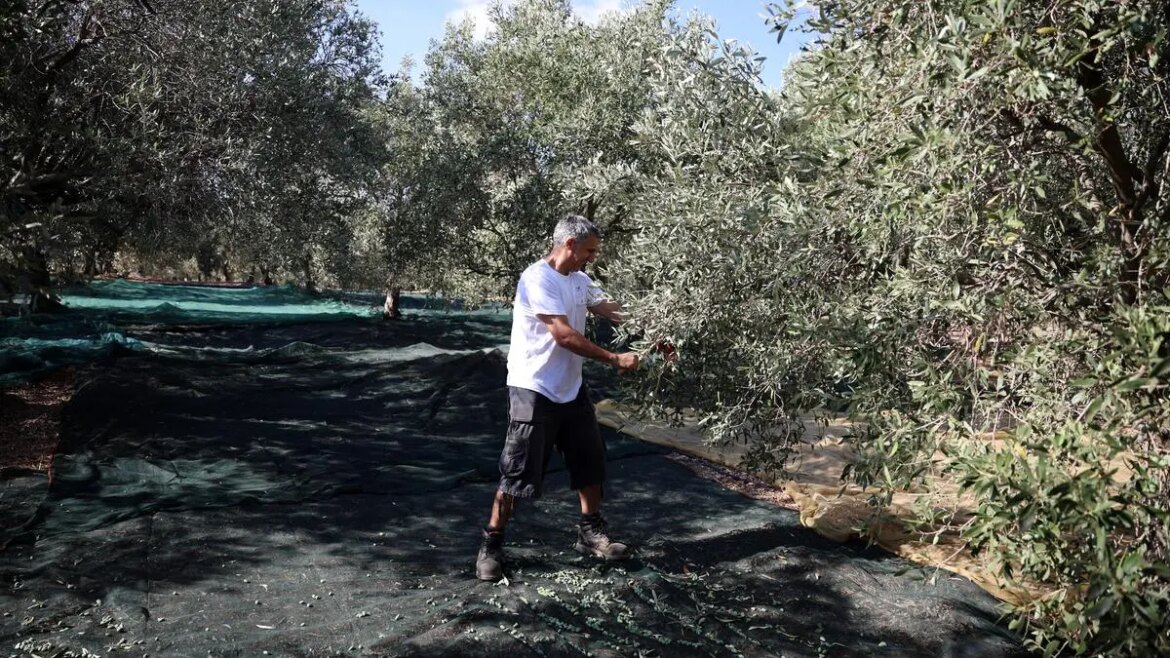 Climate change fuels growing volatility in olive oil market, says RaboResearch
