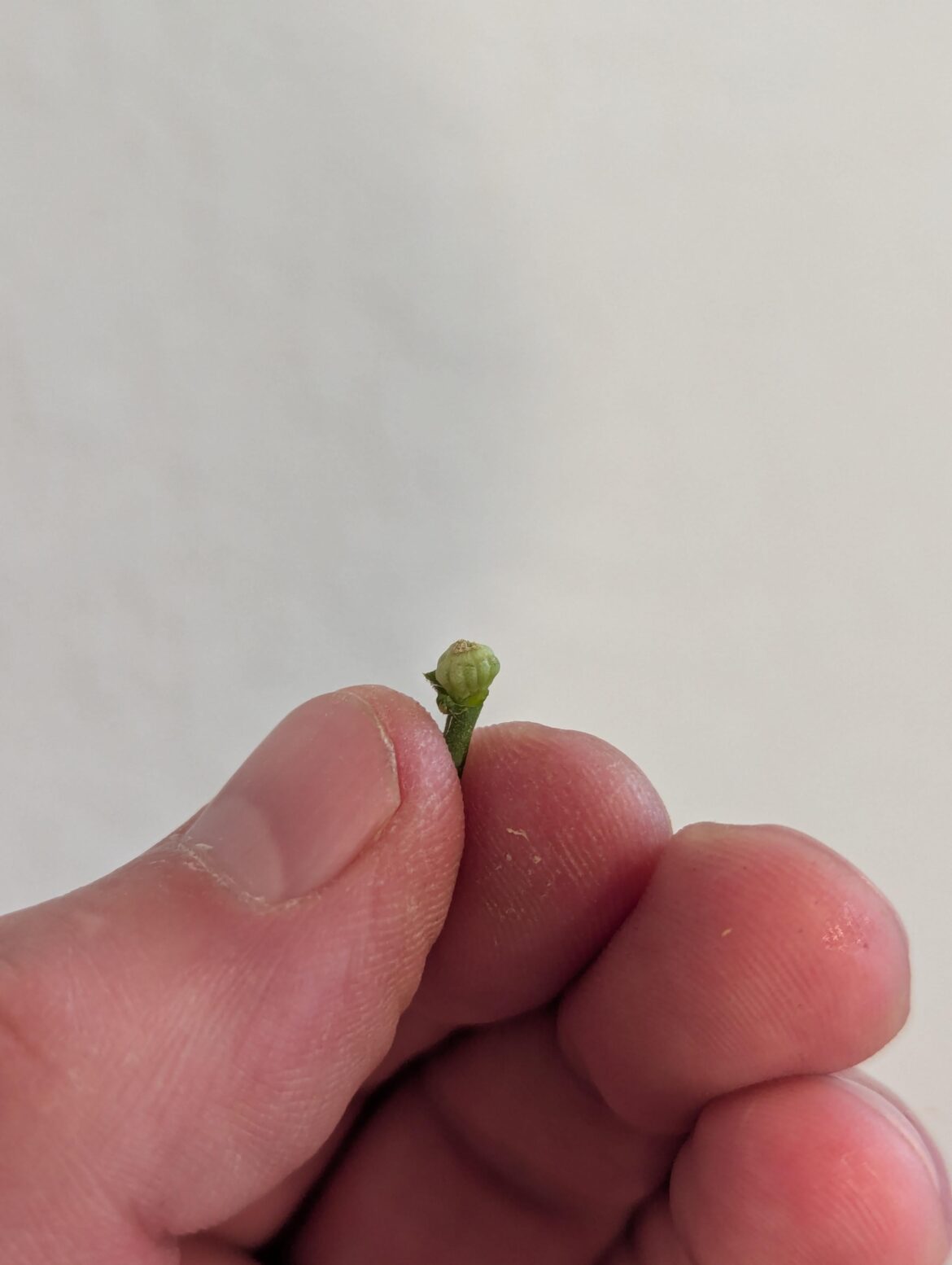 BEHOLD! The first tomato I have ever harvested.