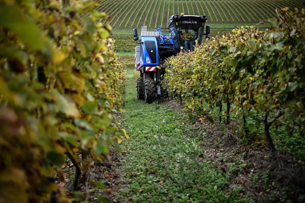 French wine production hit by summer heat waves and wildfires French wine production hit by summer heat waves and wildfires