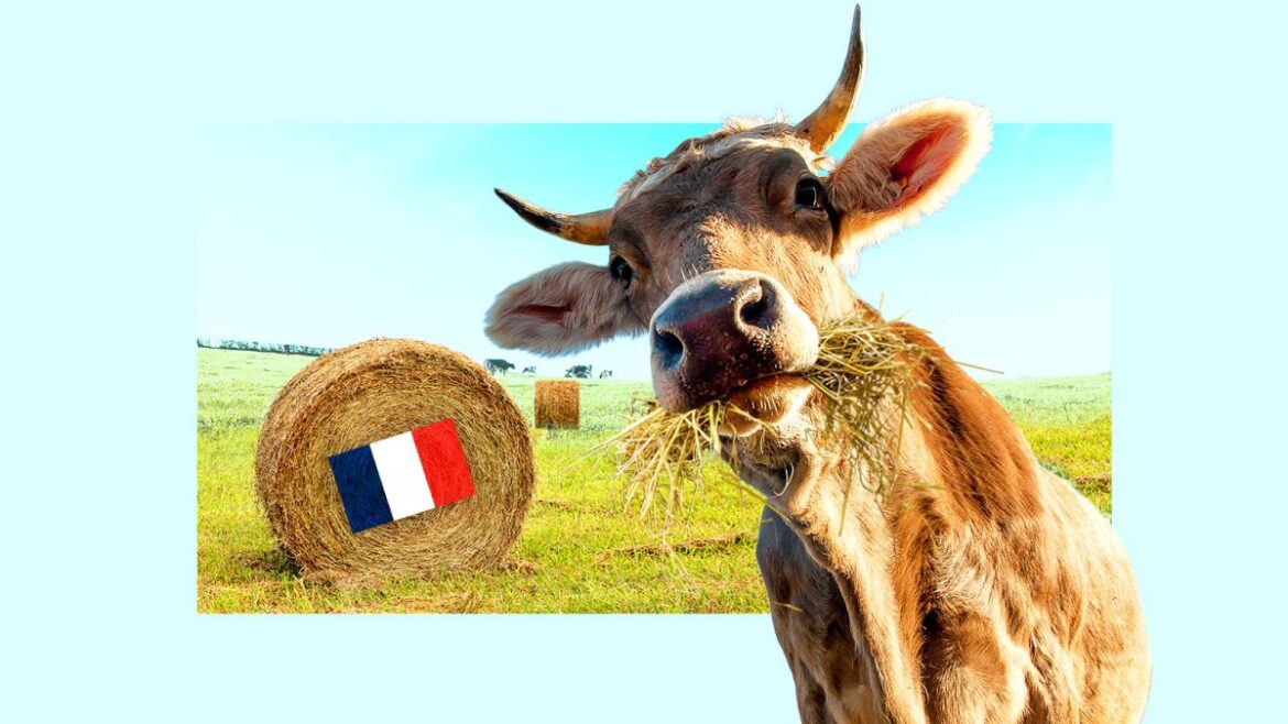 Cherished French cheese in peril over dwindling grass supply