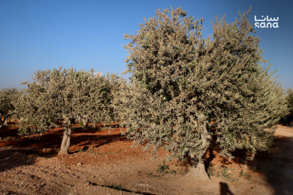 Olive production decline in Idleb due to rainfall shortage