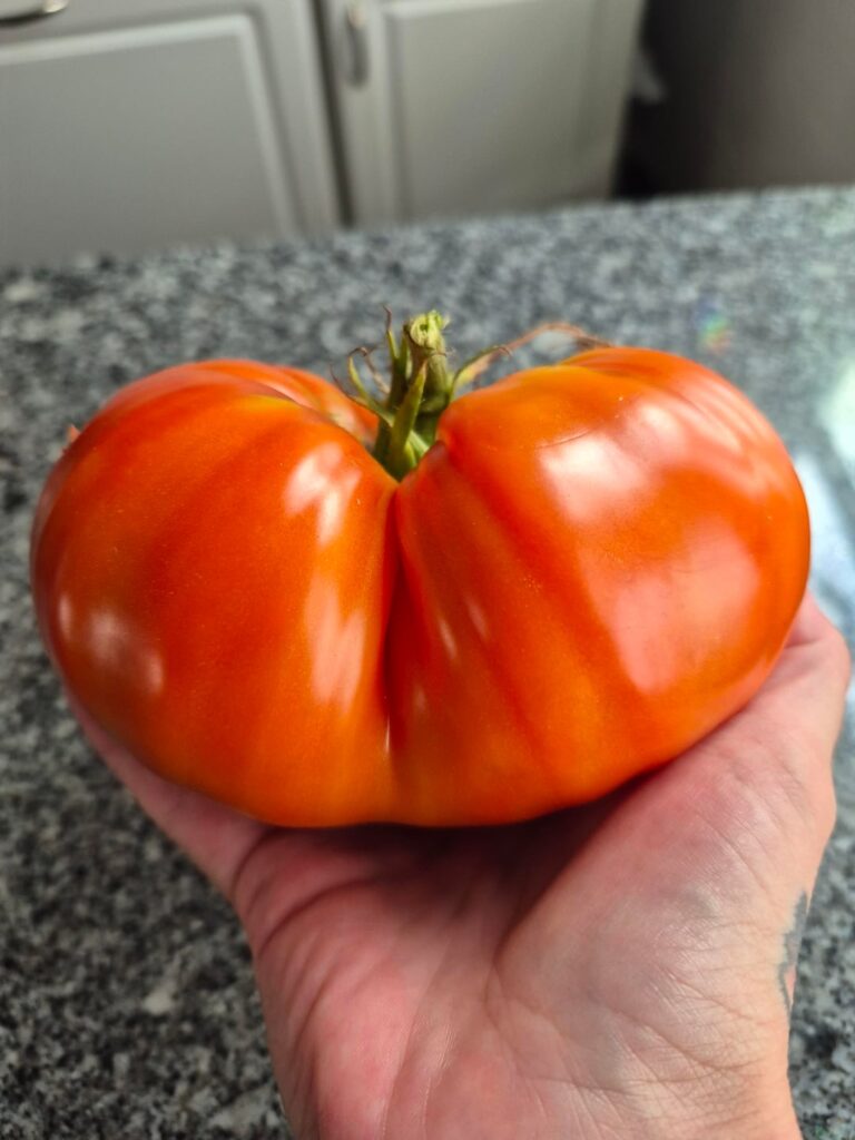 Two-butted tomato