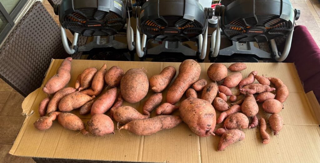 First-time gardener — harvested my own sweet potatoes!