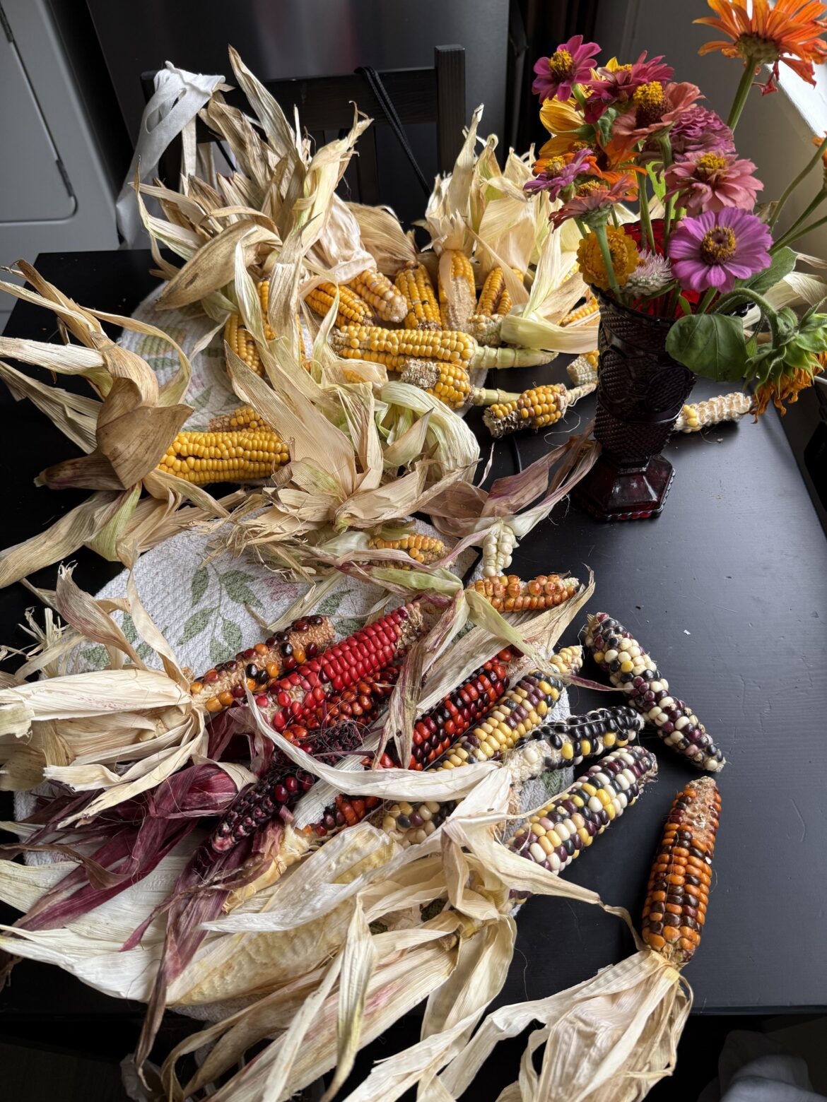 Here’s a big chunk of all the corn I grew this year :)