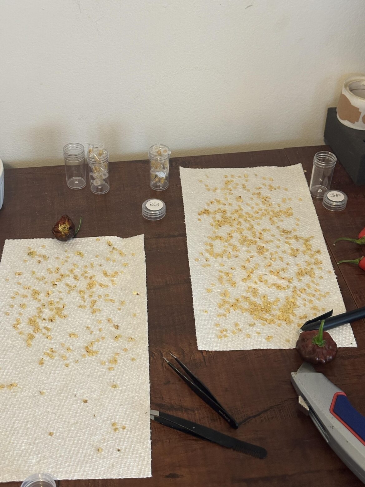 Free Choc Scotch Bonnet seeds – Update Free Choc Scotch Bonnet seeds - Update