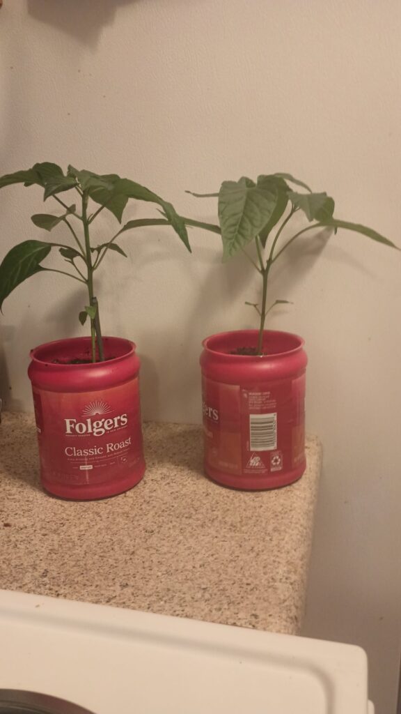 Growing in a 9.6 Oz coffee can Growing in a 9.6 Oz coffee can