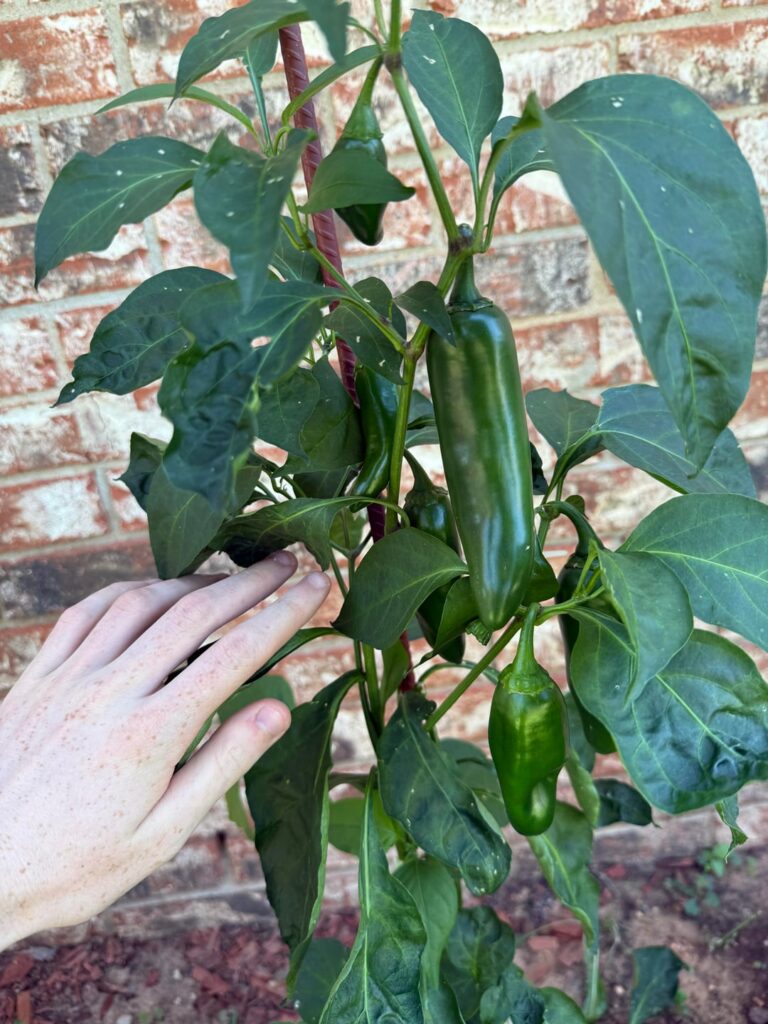 Yep. They were jalapeños Yep. They were jalapeños