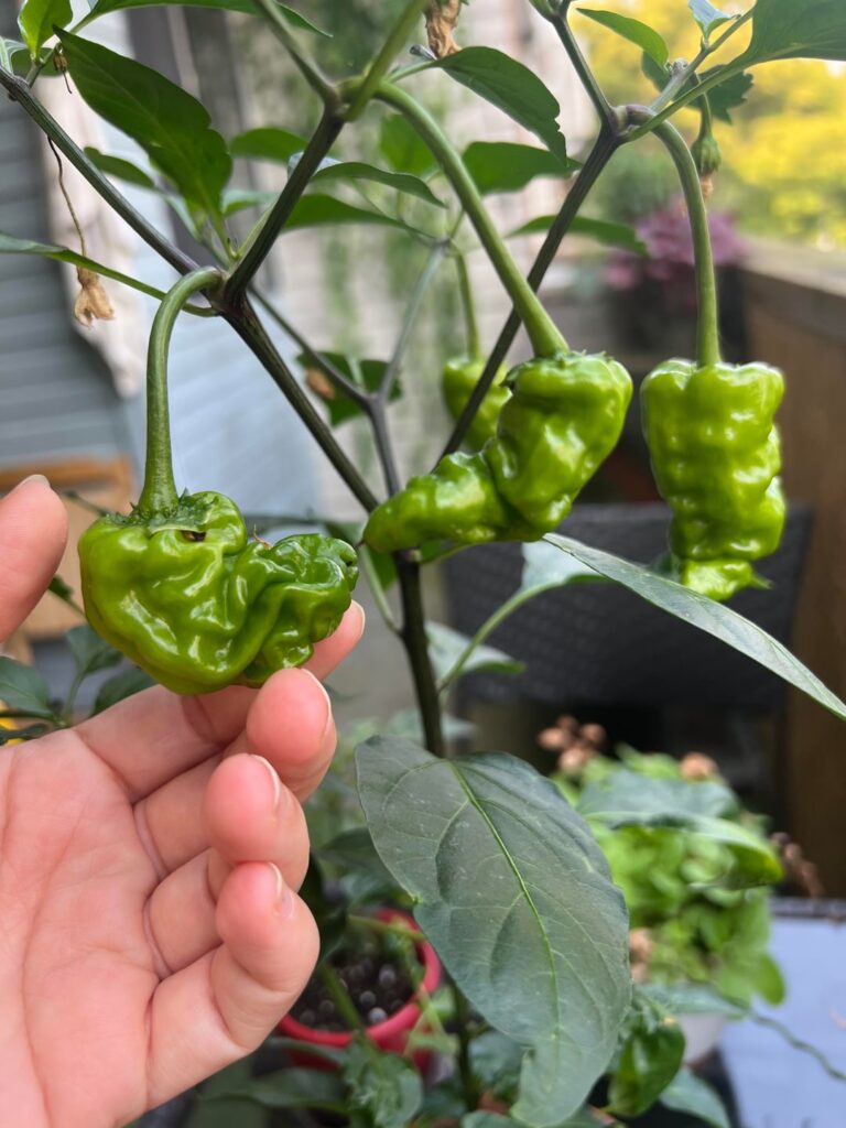 Why are my Peter Peppers so scrungly?