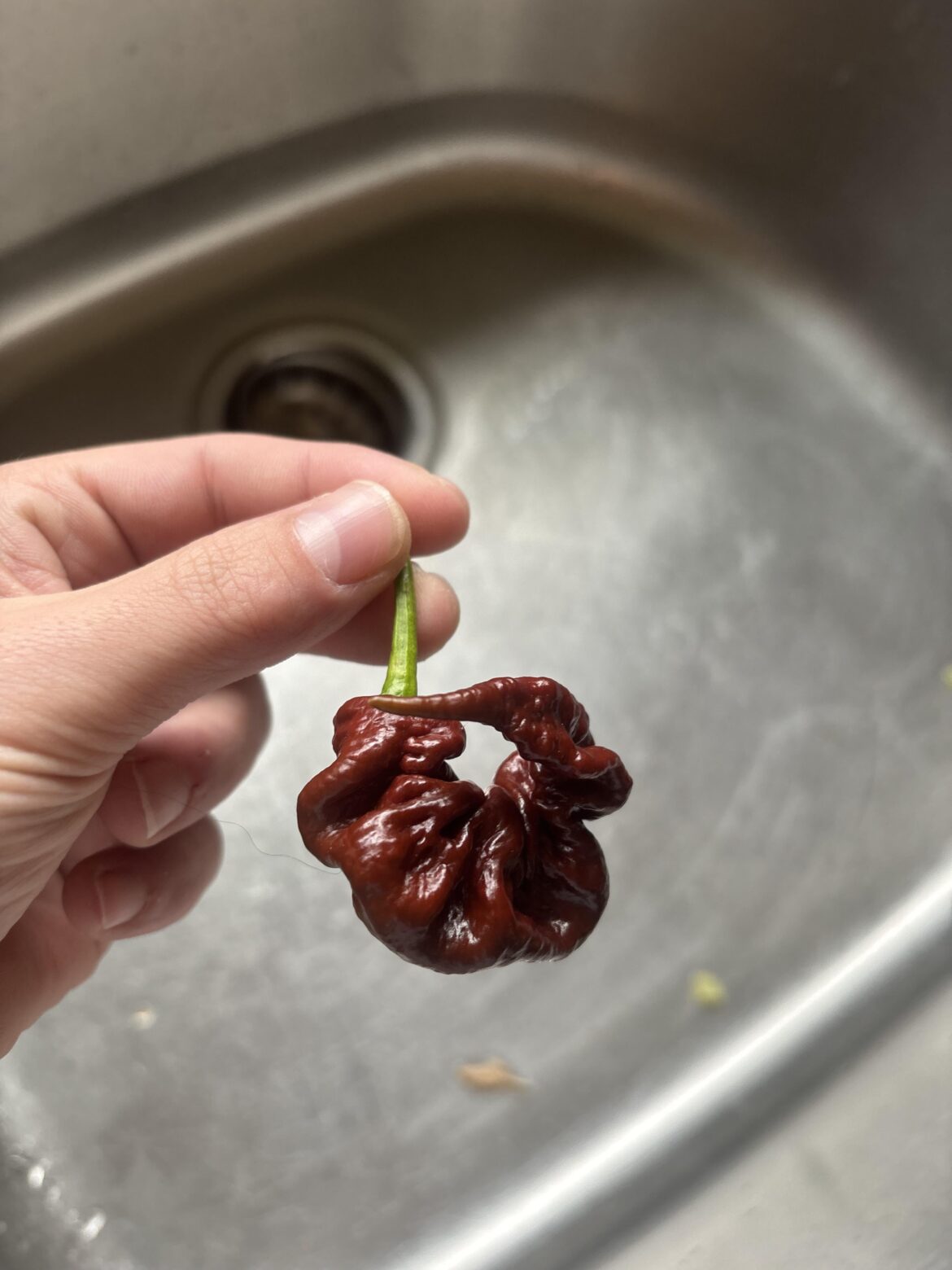 My first chocolate primotali