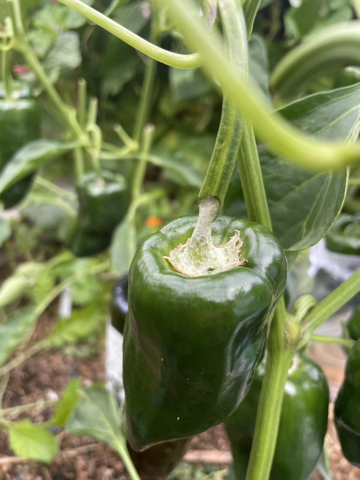 What is eating the stems of my poblanos?