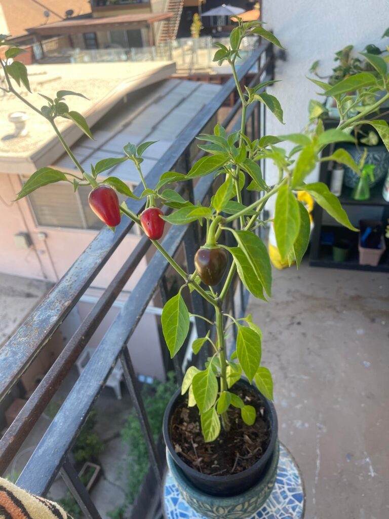 What fertilizer do you use? What fertilizer do you use?