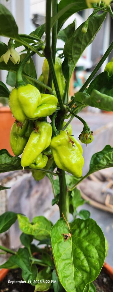 Mystery peppers?