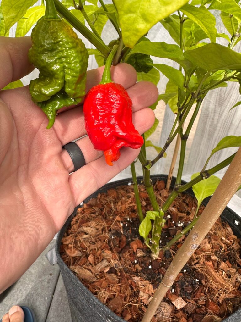 First harvest of the season