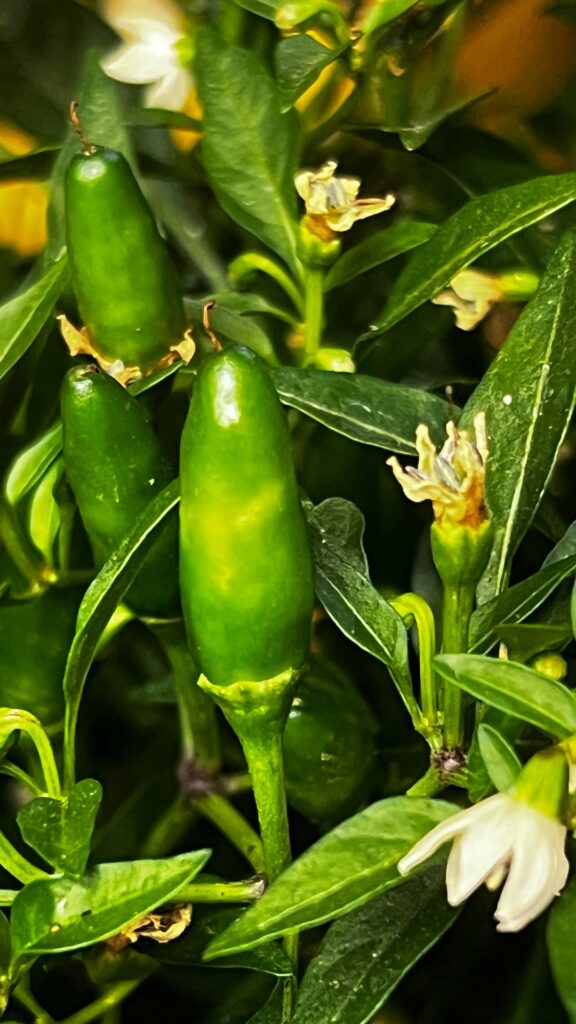 What kinda peppers are these?