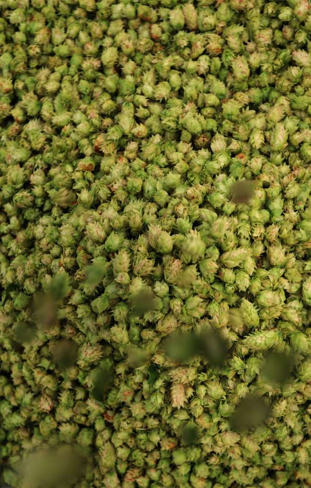 Harvested hops after being separated from their bines for Alexander Valley Hops, Thursday, August 28, 2025. (Kent Porter / The Press Democrat)