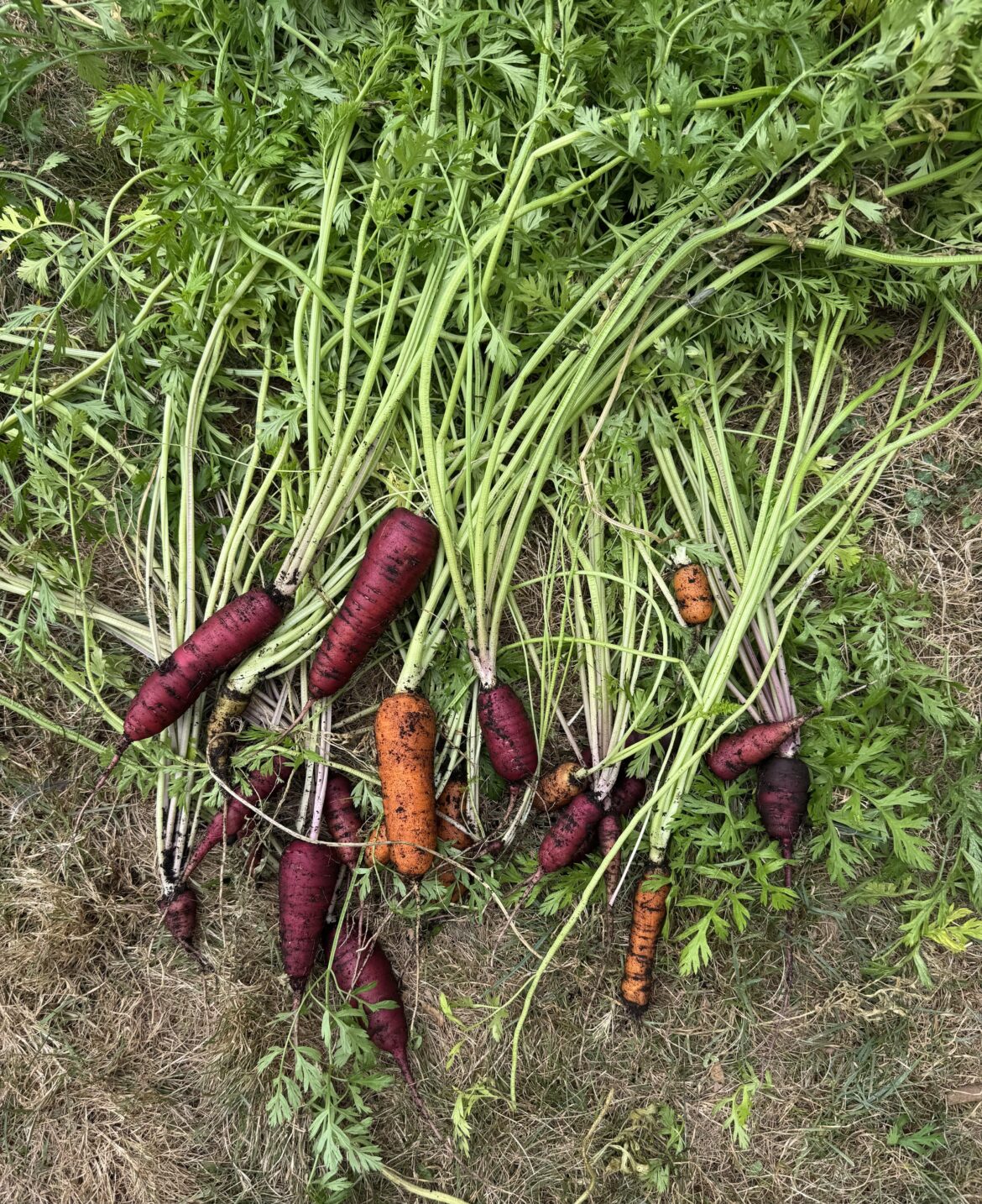 First time growing carrots! Some decent sized, mostly small, but all will be eaten!