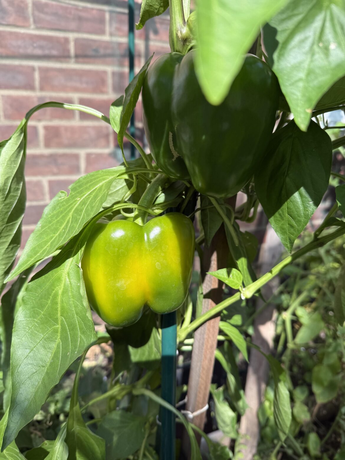 Finally! My pepper is turning yellow