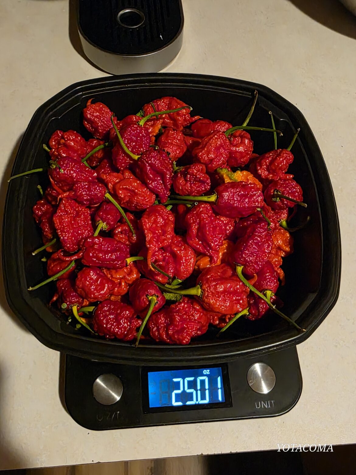 2nd harvest. 25oz of Carolina reapers.