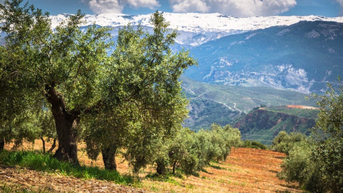 Olive Oil Production in Leading Countries Forecast to Fall to 2.65 Million Tons Olive Oil Times