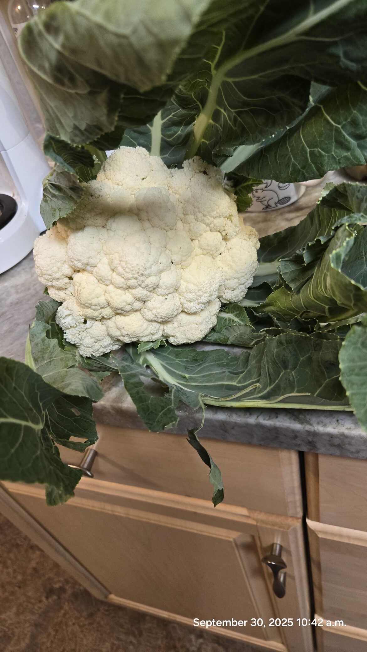 My first cauliflower.