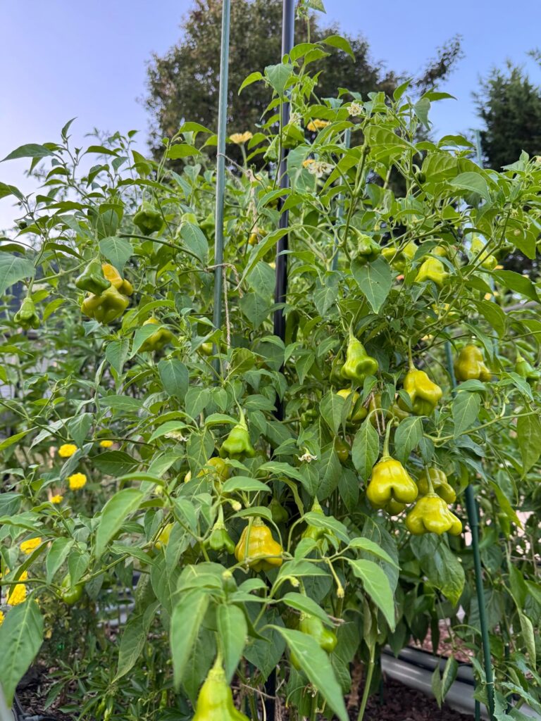 My Massive Mad Hatter Pepper Plant!