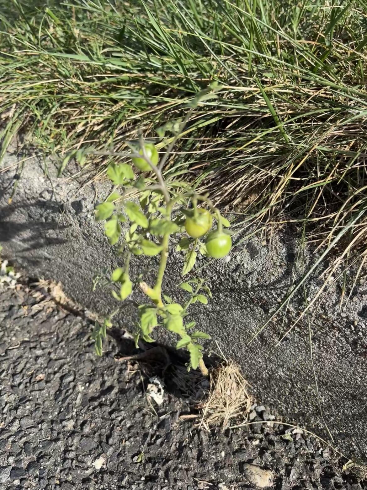 A little friend growing in a crack