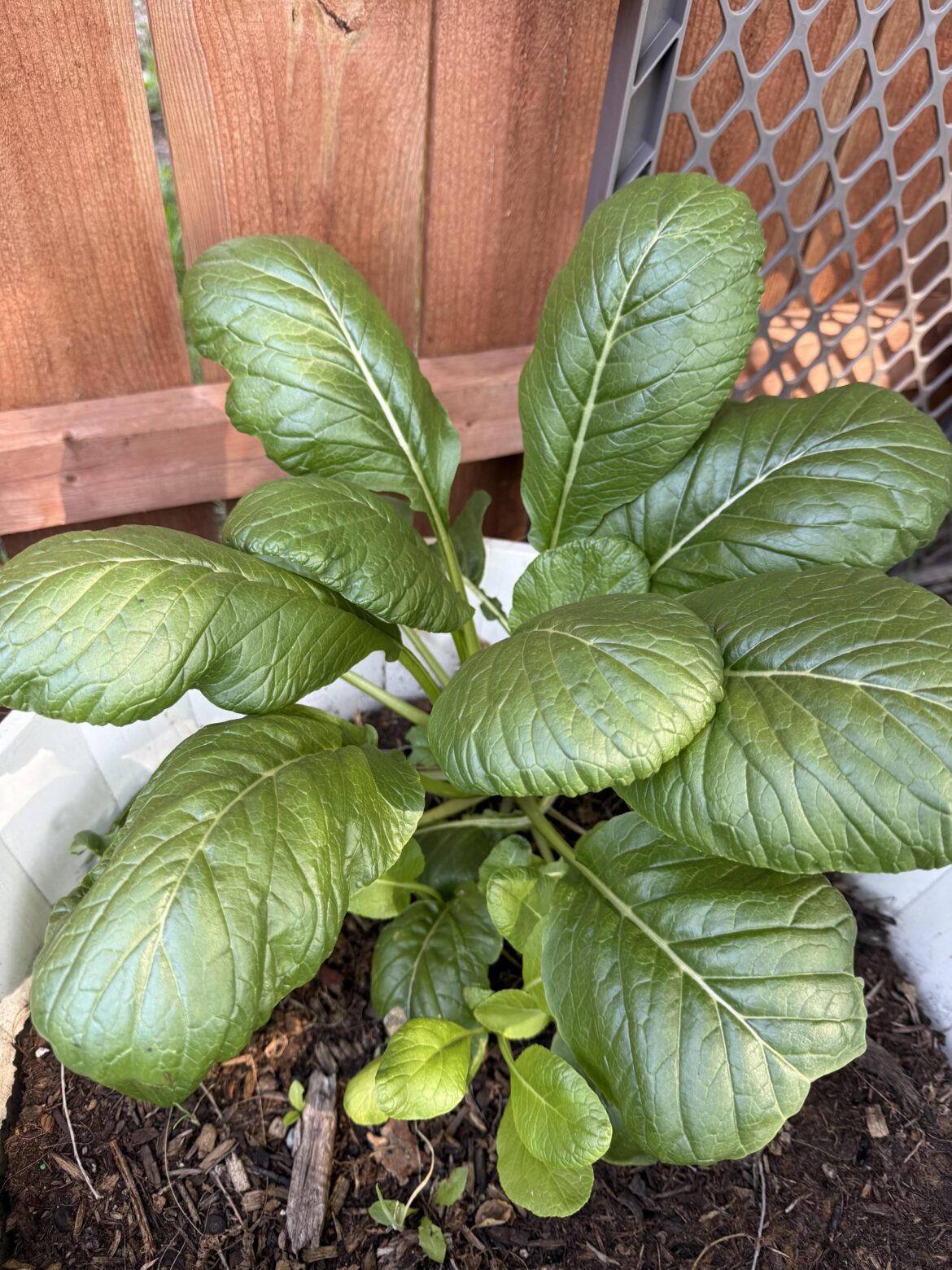 First timer growing leafy greens