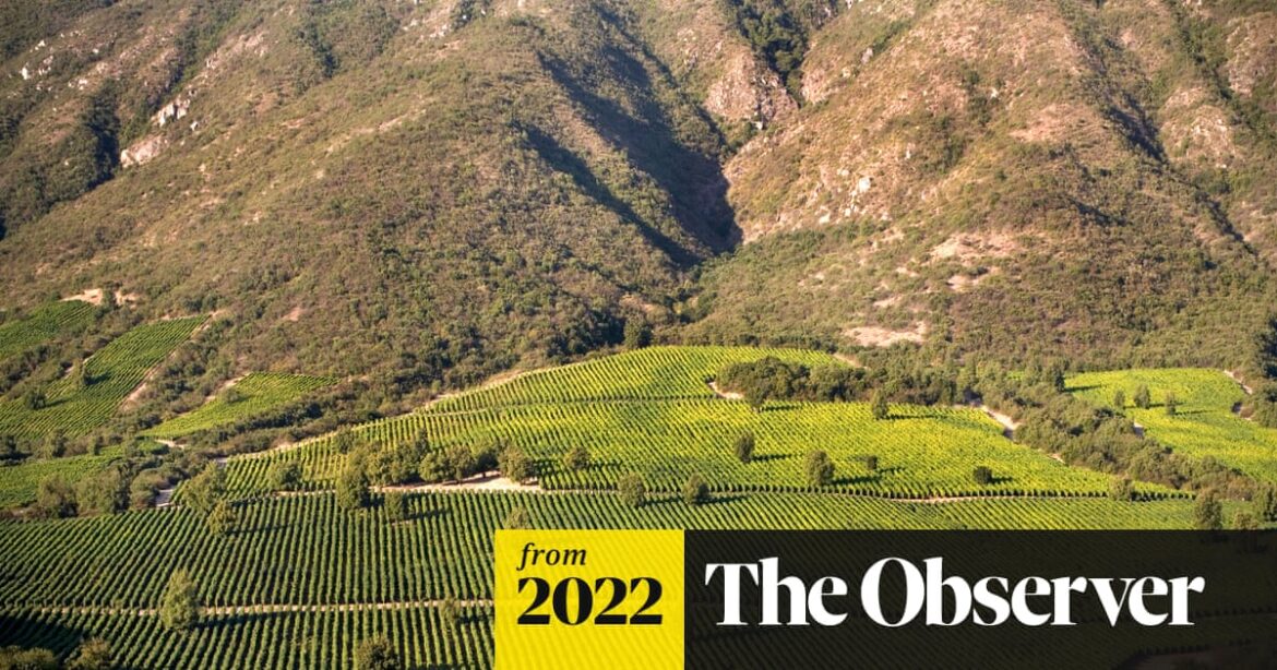 Champion wines from Chile | Wine Champion wines from Chile | Wine