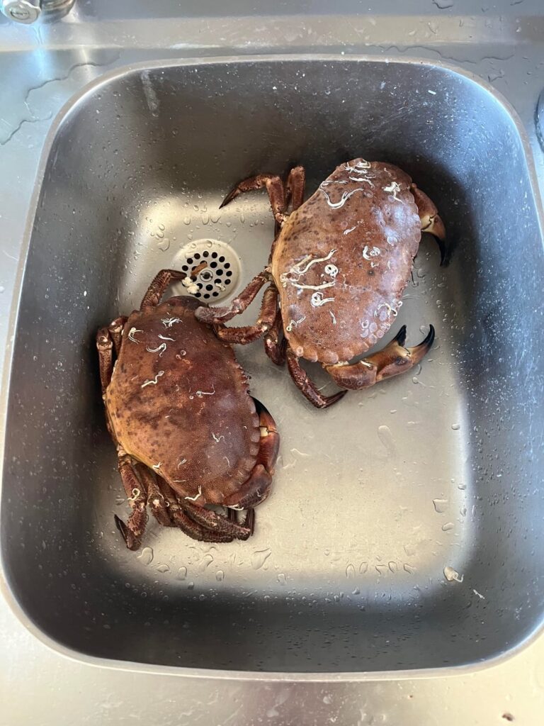 Boiled brown crabs (Cancer pagurus) from Läsö in Kattegatt