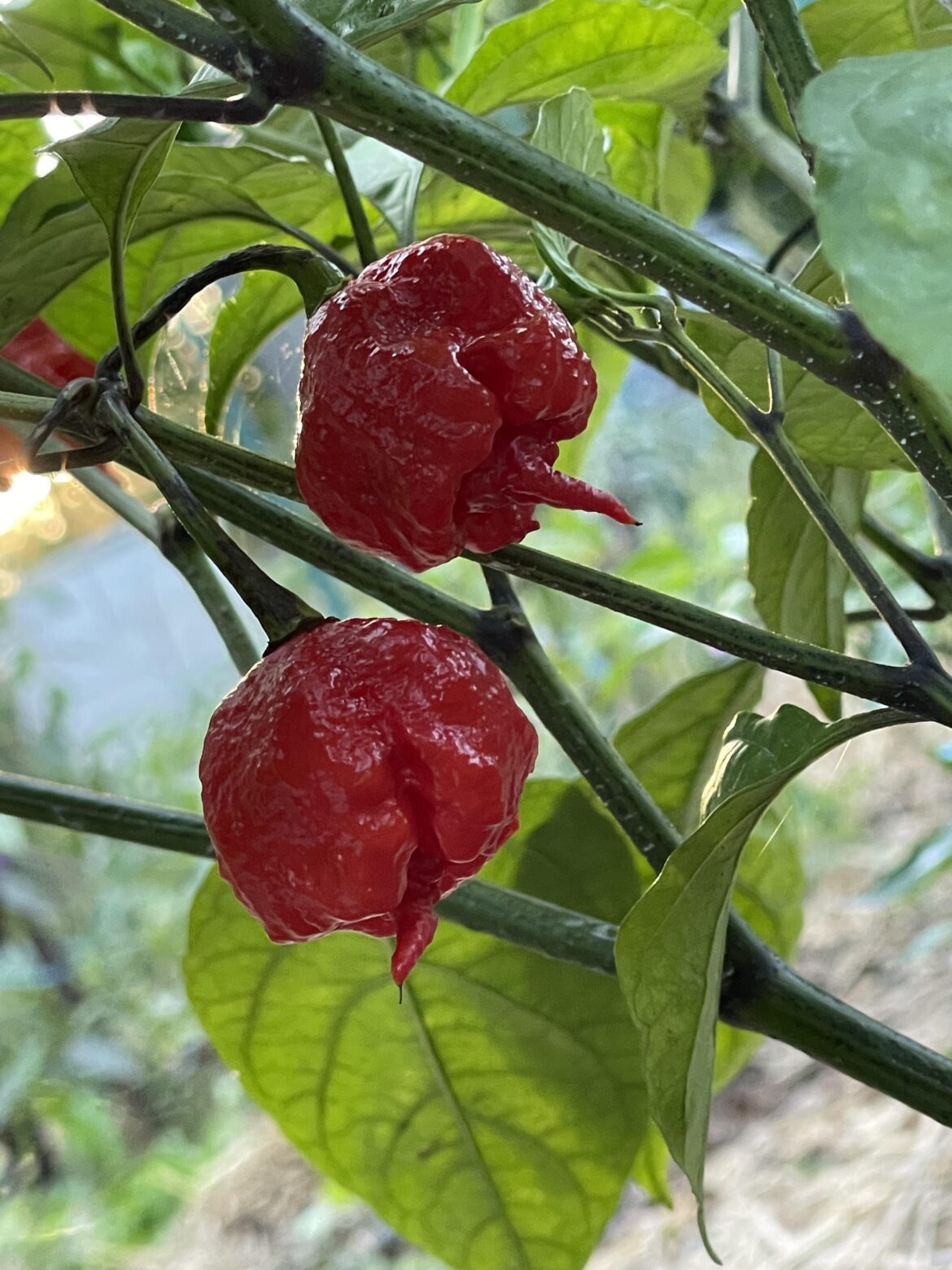 I didn’t plant any Reapers