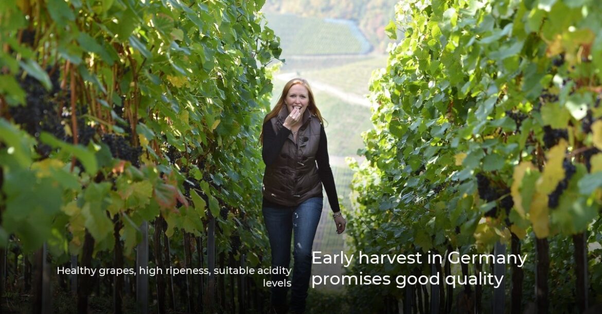 Early harvest in Germany promises good quality