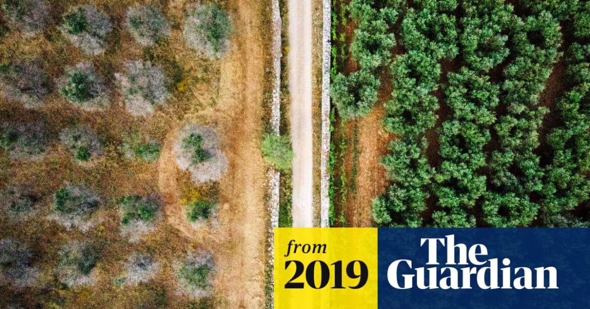 Deadly olive tree disease spreads to France | France