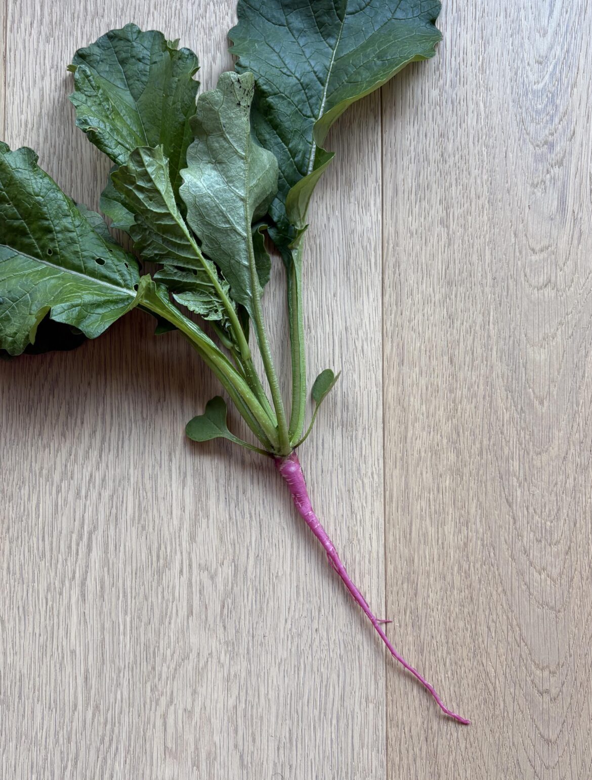 What will you NOT be growing again next year? (or maybe ever again)?