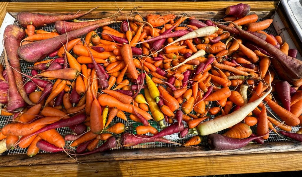 First carrot harvest!